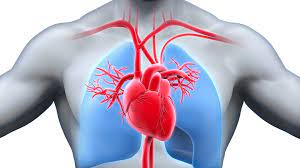 Cardiovascular disease (CVD) is a class of diseases that involve the heart or blood vessels. CVD includes coronary artery diseases (CAD)